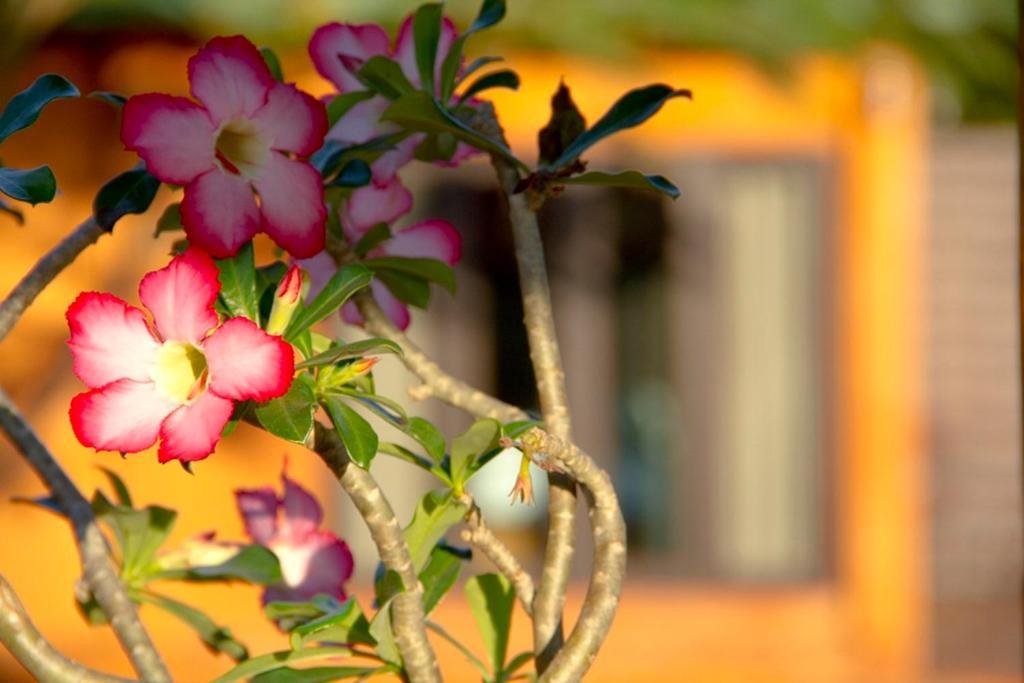 Thaton Hill Resort Mae Ai Εξωτερικό φωτογραφία